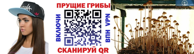 Галлюциногенные грибы MAGIC MUSHROOMS  Купить закладки  Луга 